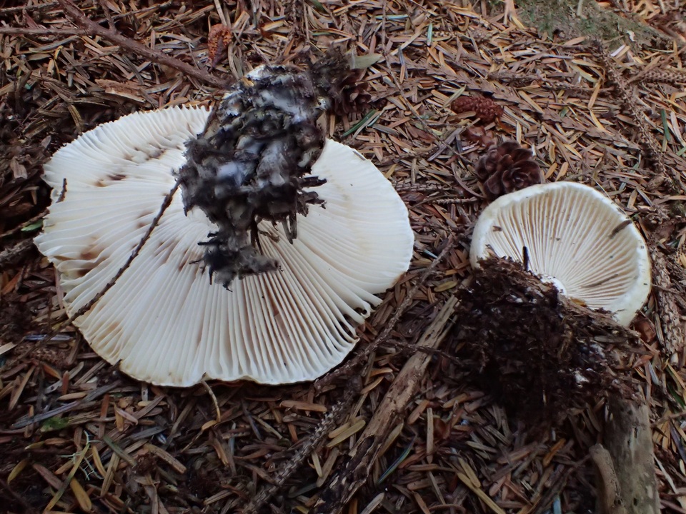 Tricholoma apium image