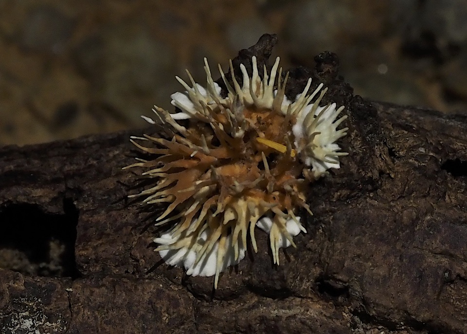 Echinoporia image
