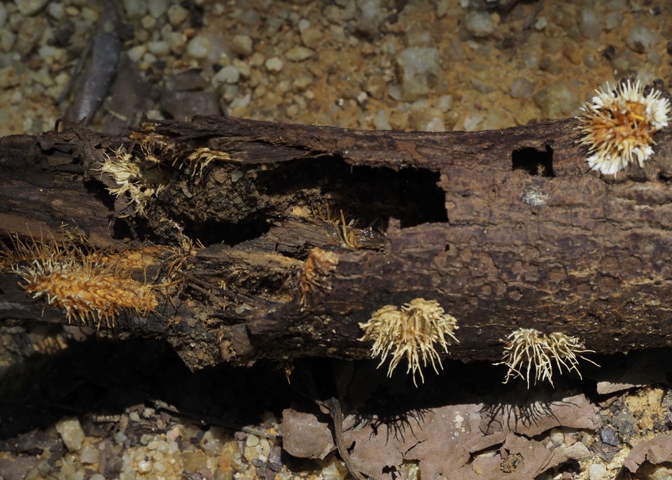 Echinoporia hydnophora image