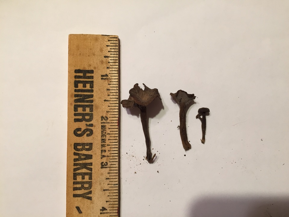 Pseudocraterellus calyculus image