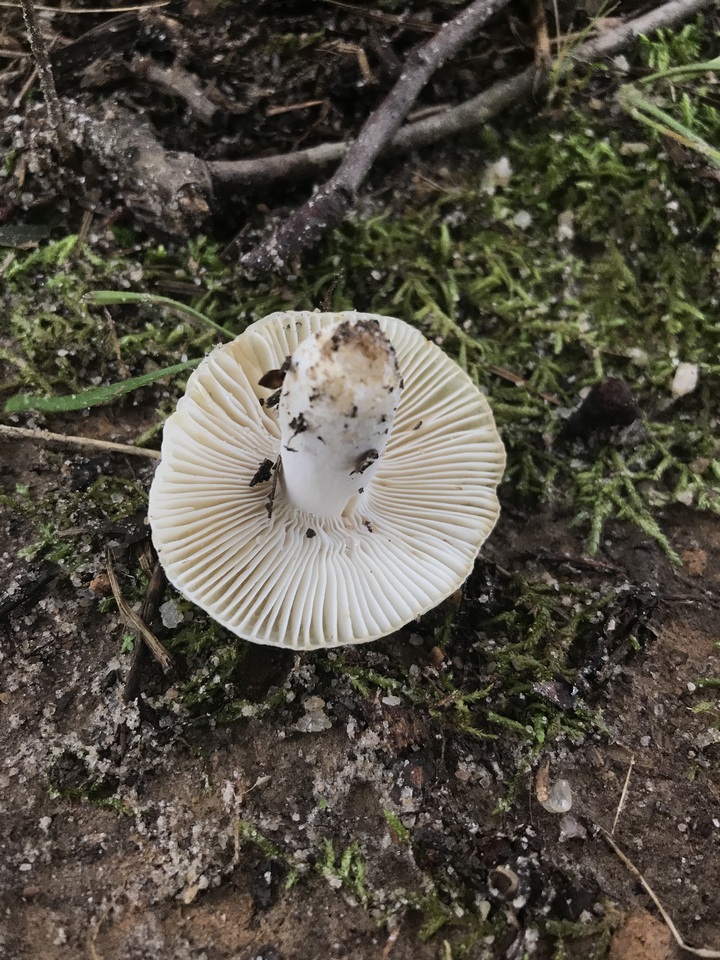 Russula farinipes image