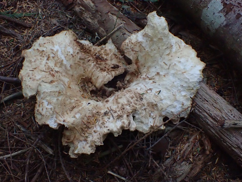 Gomphus bonarii image