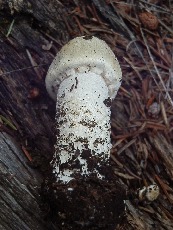 Agaricus didymus image