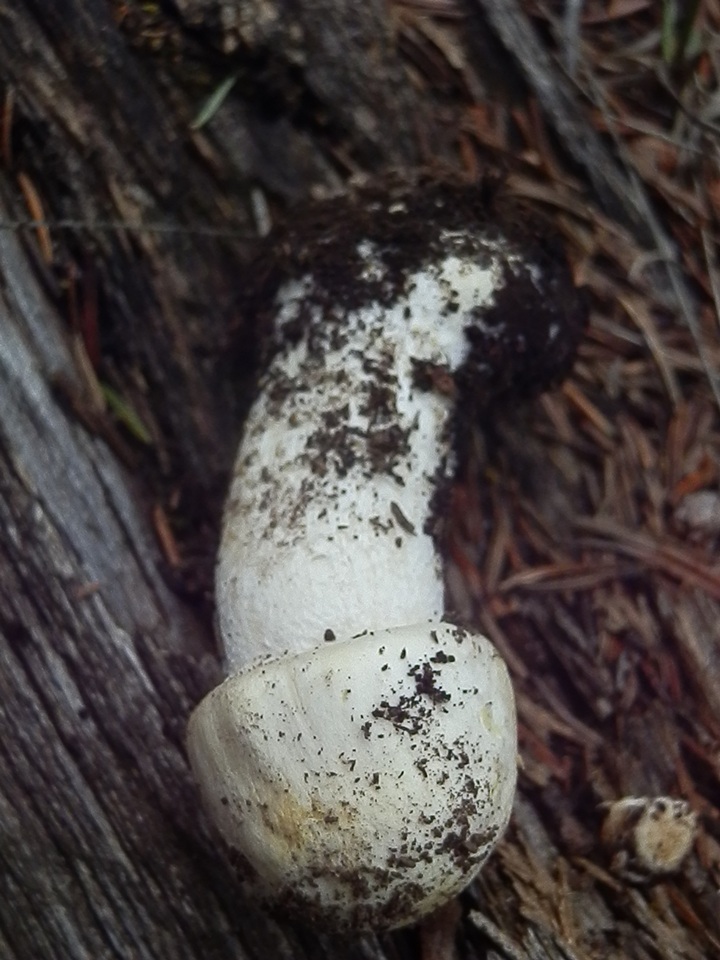 Agaricus didymus image