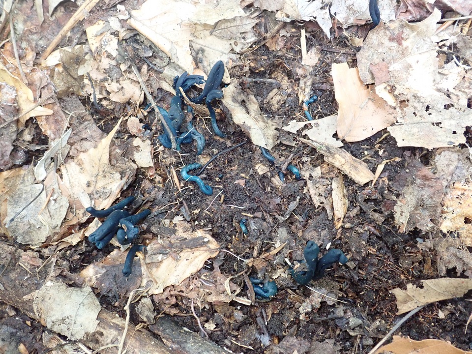 Microglossum tenebrosum image