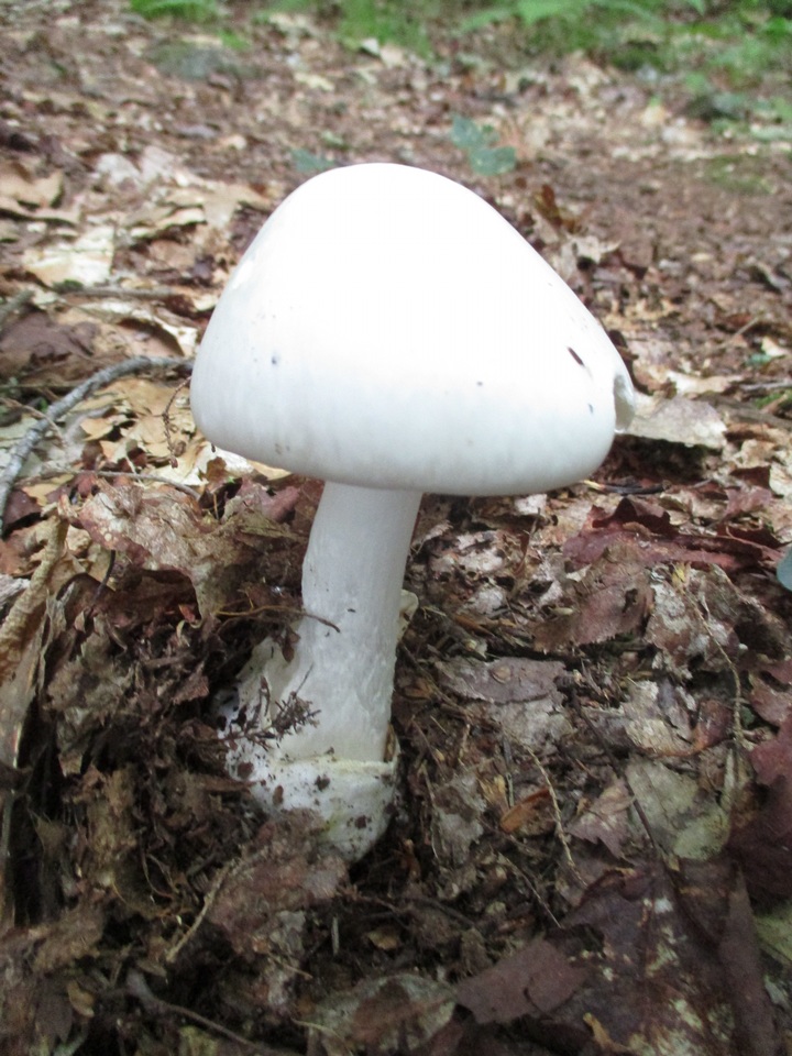 Amanita amerivirosa image