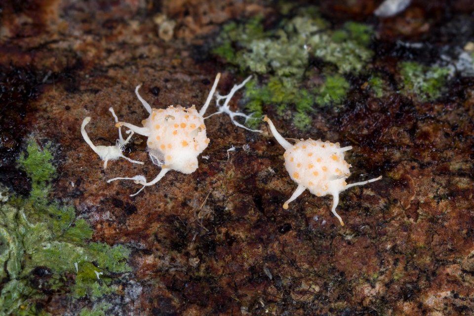 Hypocreopsis macrostoma image