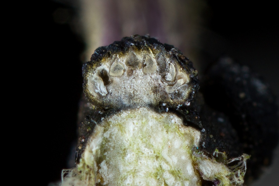 Balansiopsis gaduae image