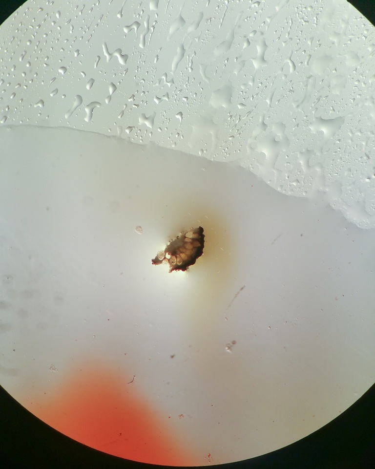 Balansiopsis image
