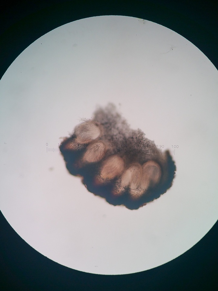 Balansiopsis gaduae image