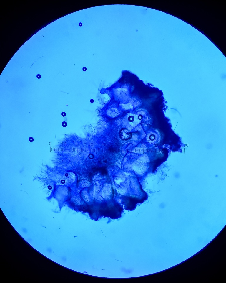 Balansiopsis gaduae image