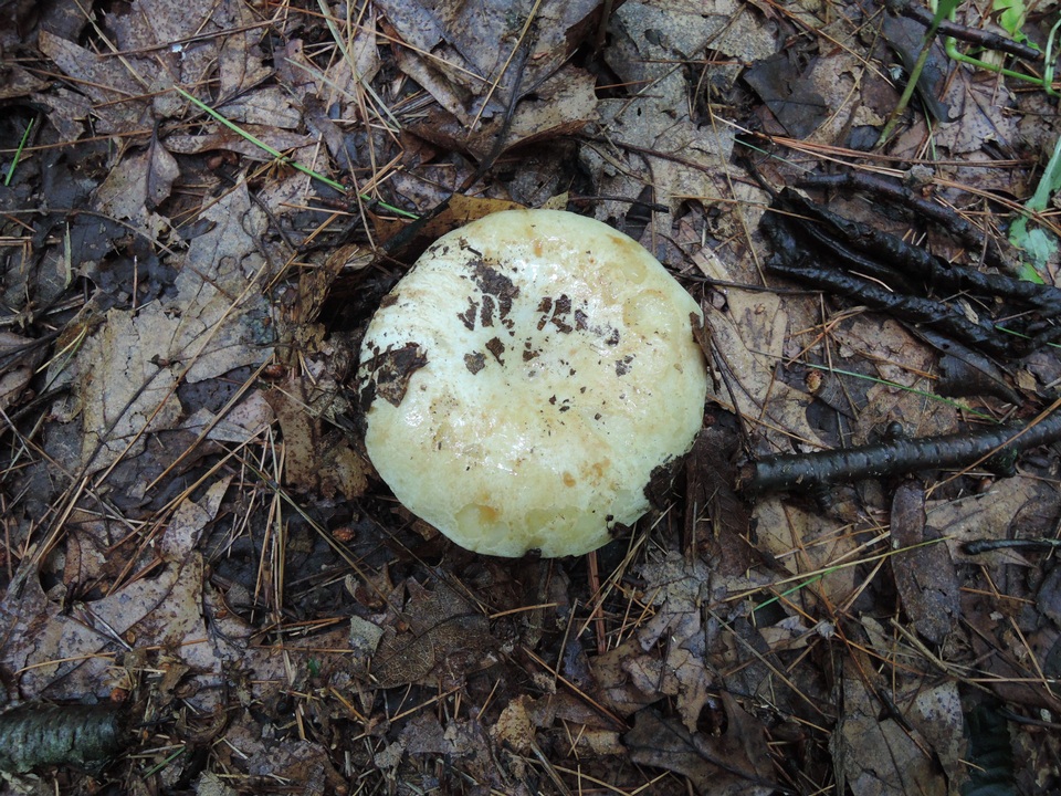 Russula grata image