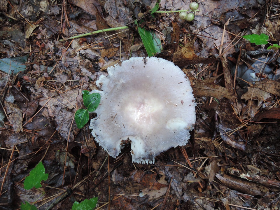 Russula ornaticeps image