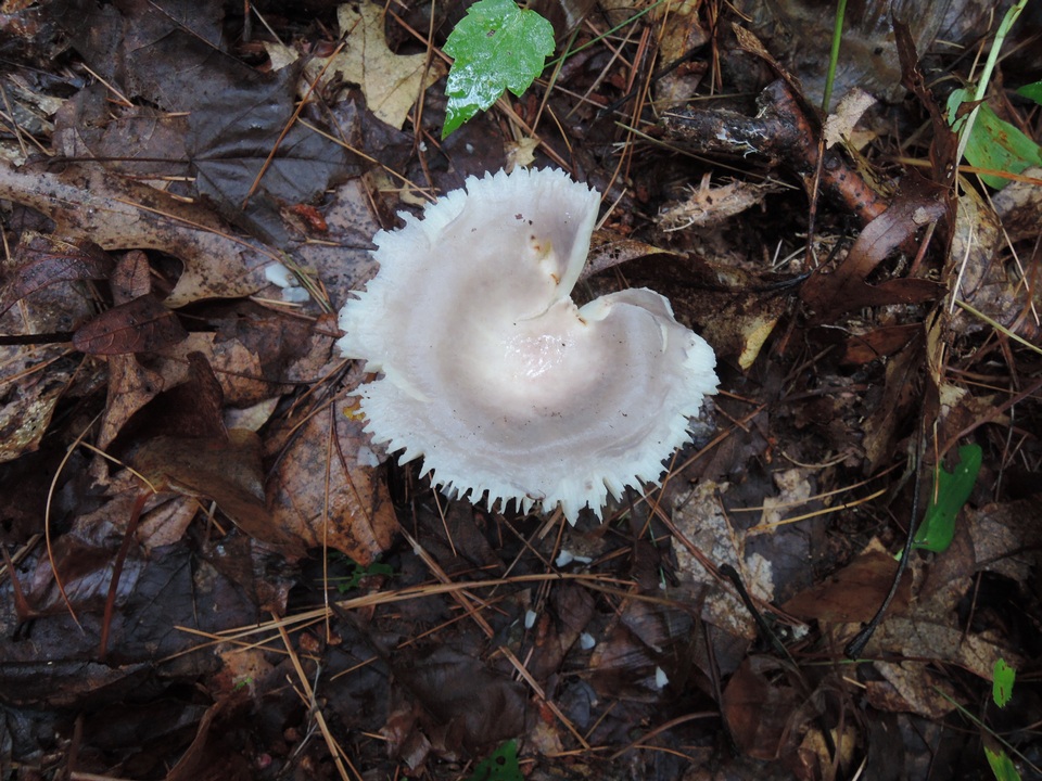 Russula ornaticeps image