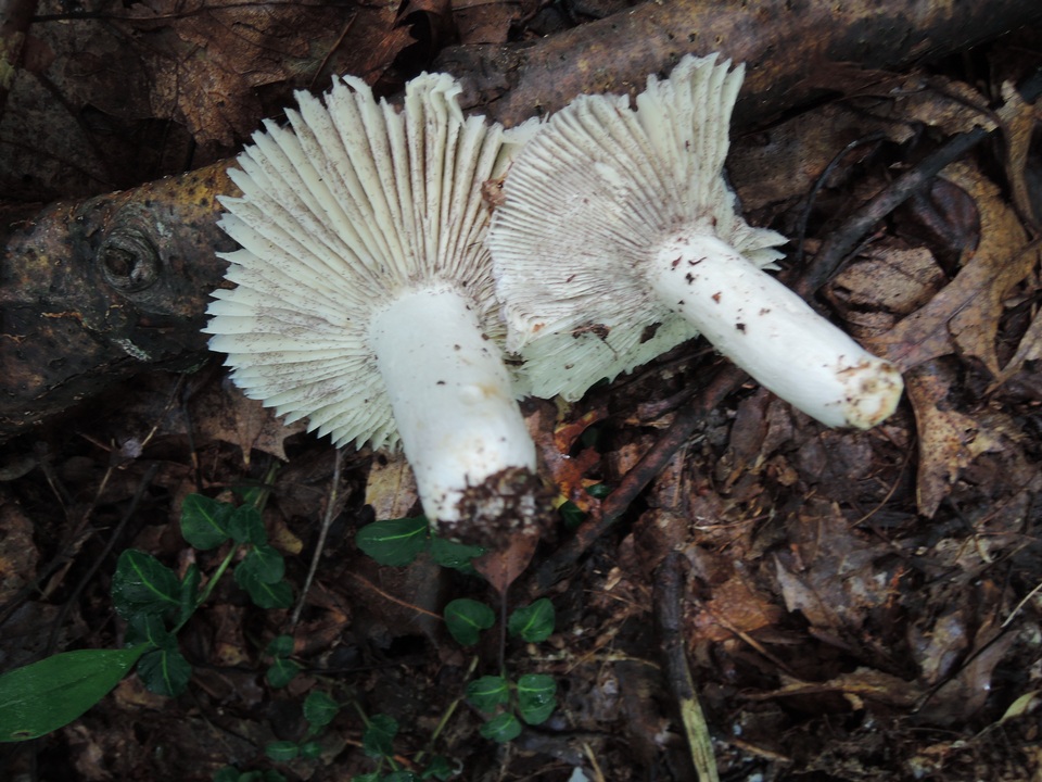 Russula ornaticeps image
