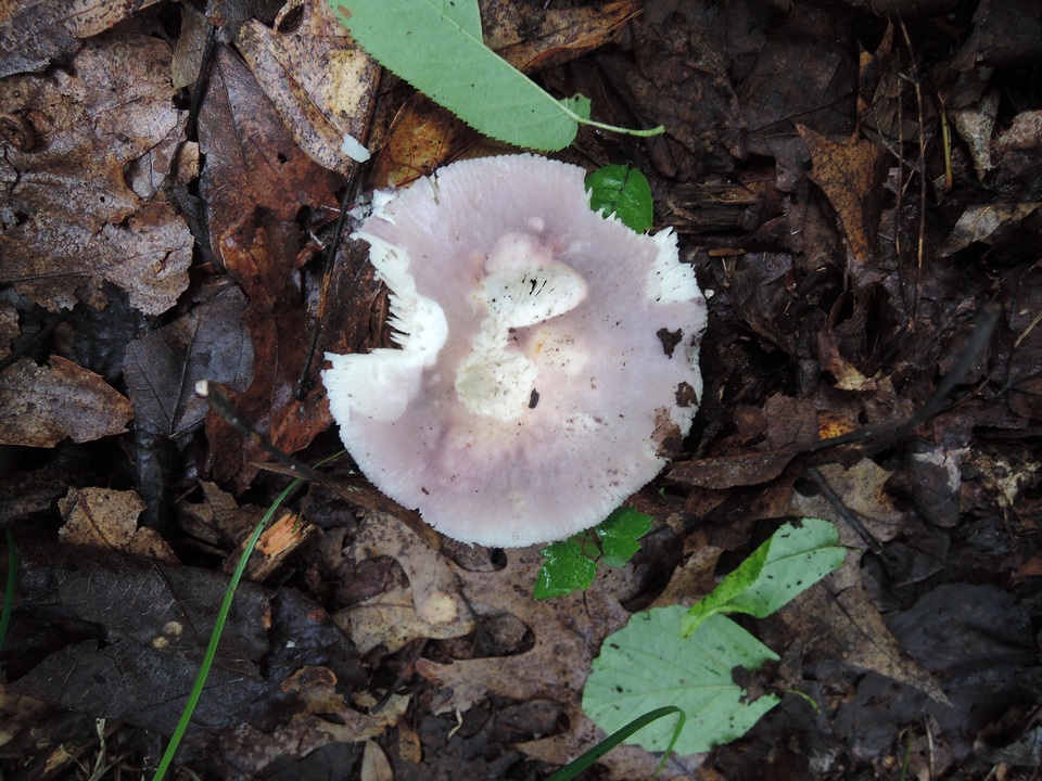 Russula ornaticeps image