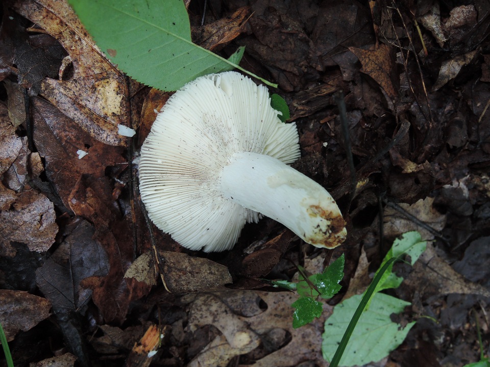 Russula ornaticeps image