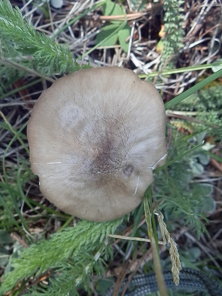 Pluteus arizonicus image