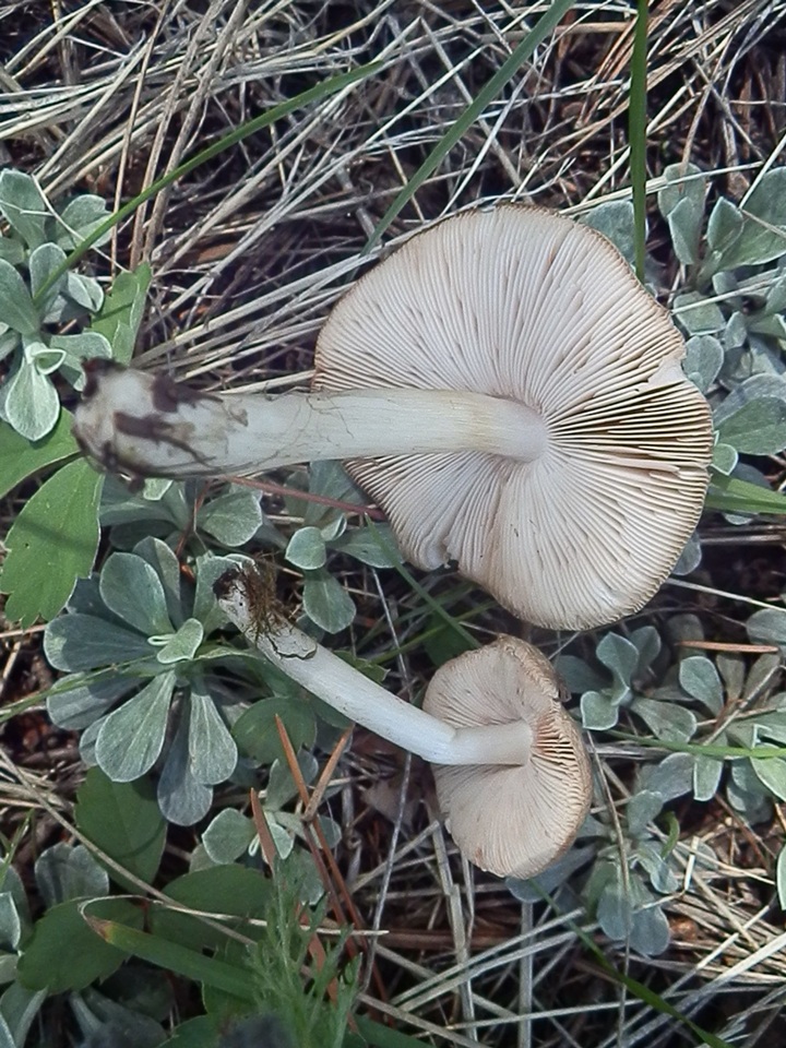 Pluteus arizonicus image