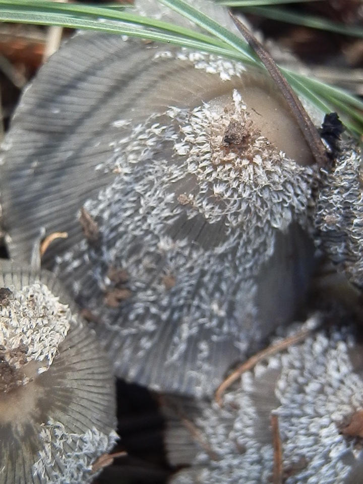 Coprinopsis jonesii image