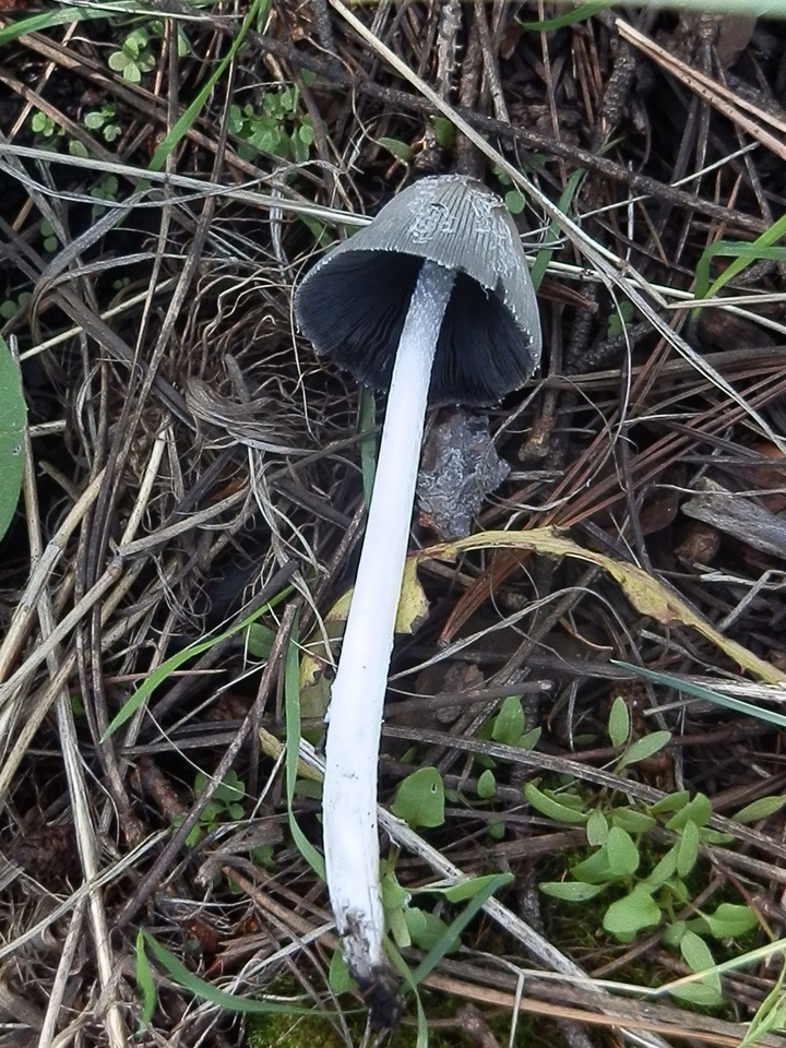 Coprinopsis jonesii image