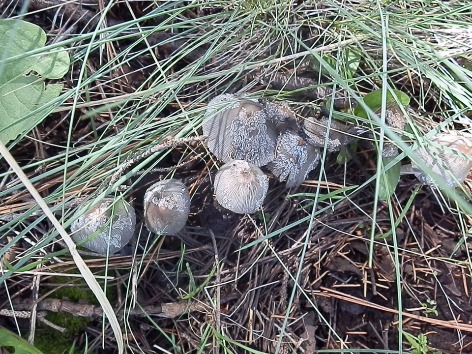 Coprinopsis jonesii image