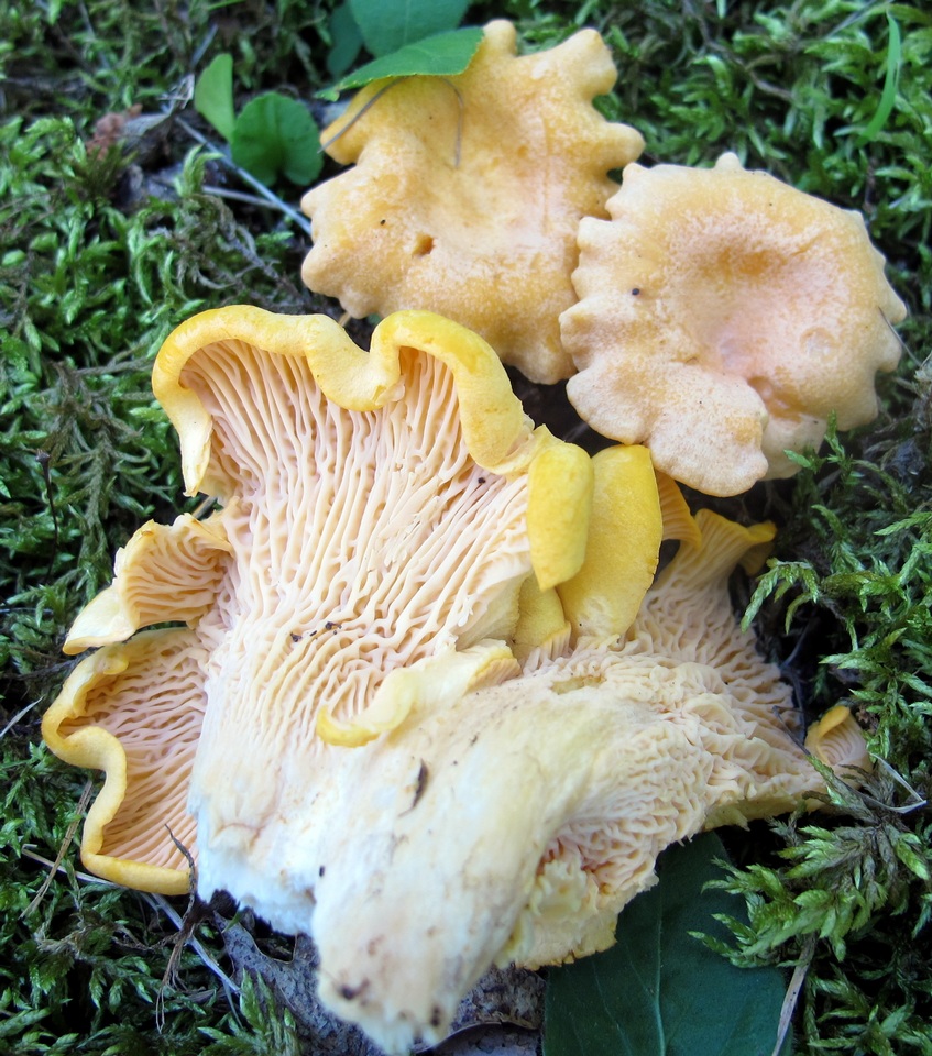 Cantharellus phasmatis image