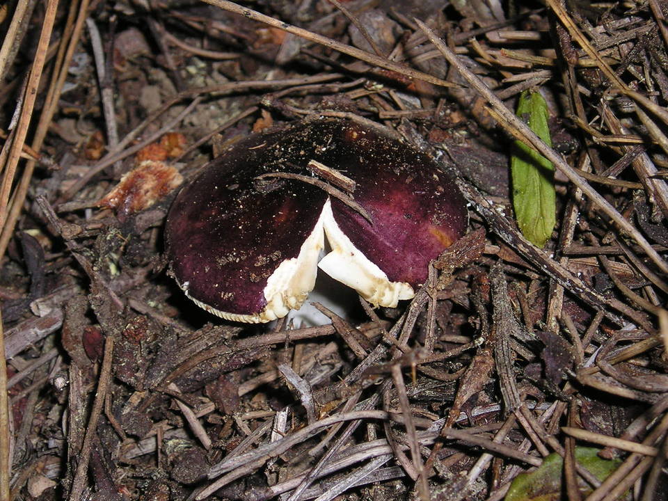 Russula abietina image