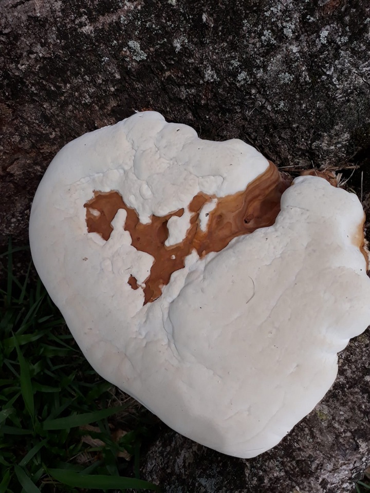 Ganoderma tuberculosum image