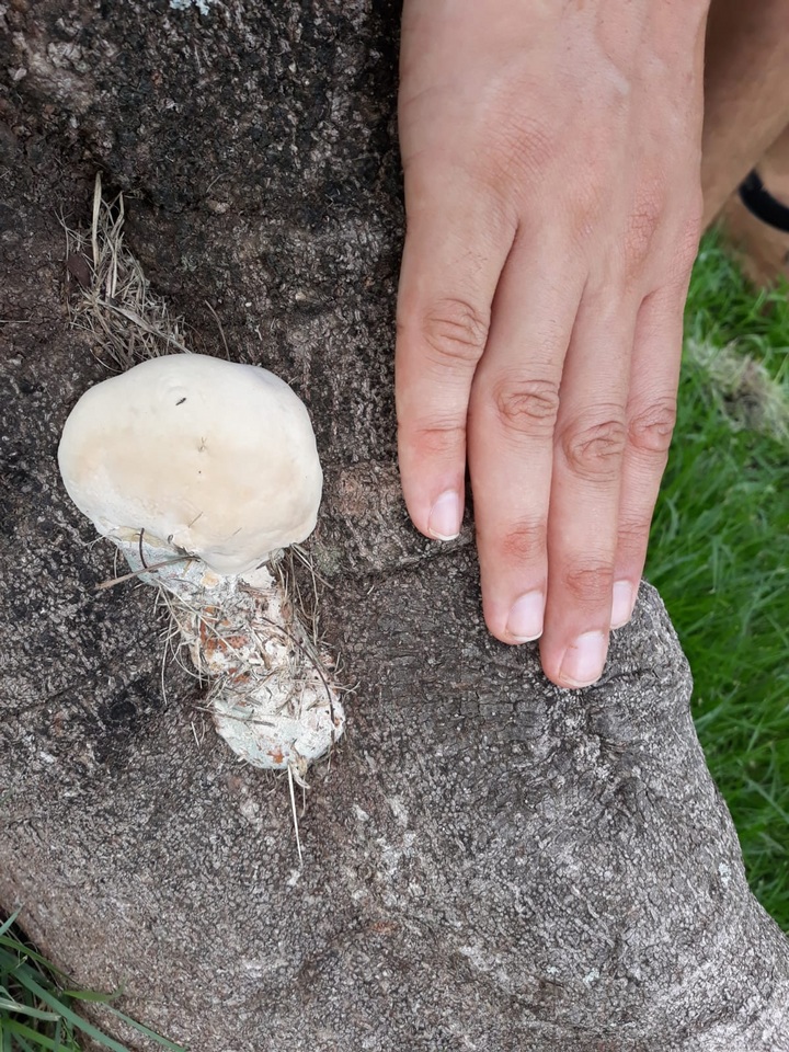 Ganoderma tuberculosum image
