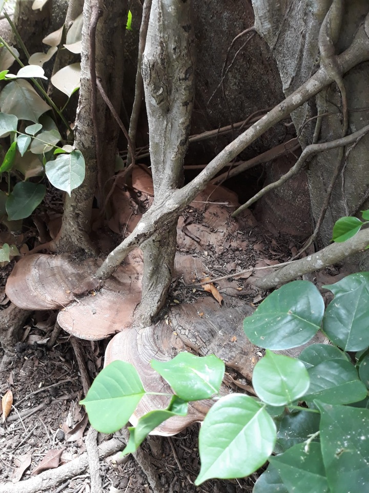 Ganoderma tuberculosum image