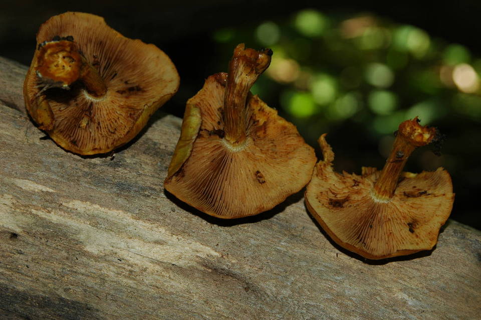 Gymnopilus luteus image