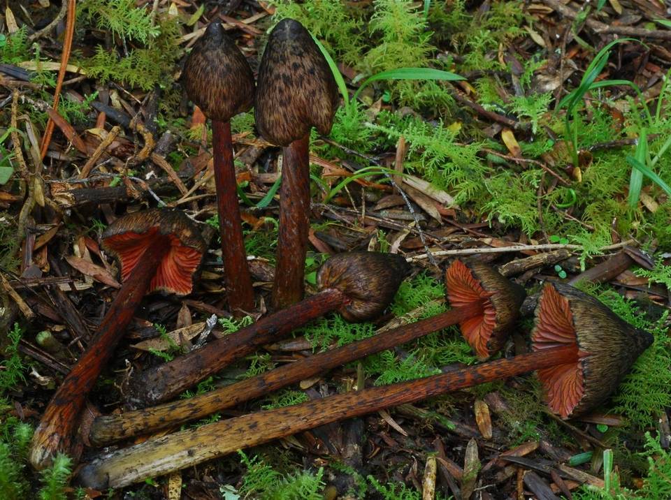 Bertrandia astatogala image