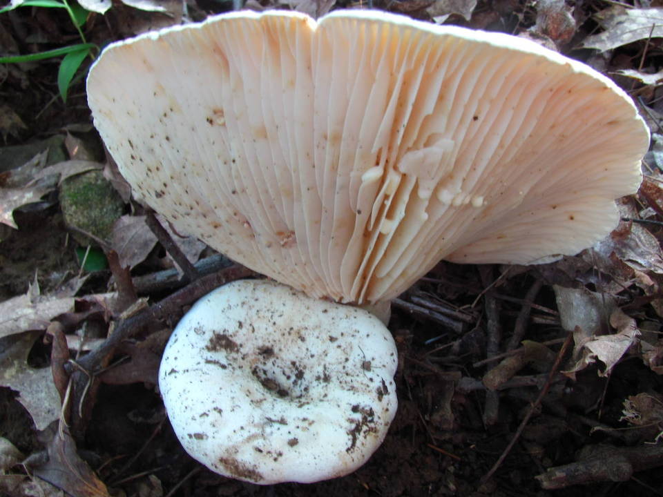 Lactarius subvellereus var. subdistans image