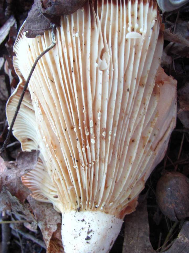 Lactarius subvellereus var. subdistans image