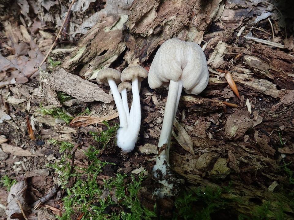 Hypomyces porphyreus image
