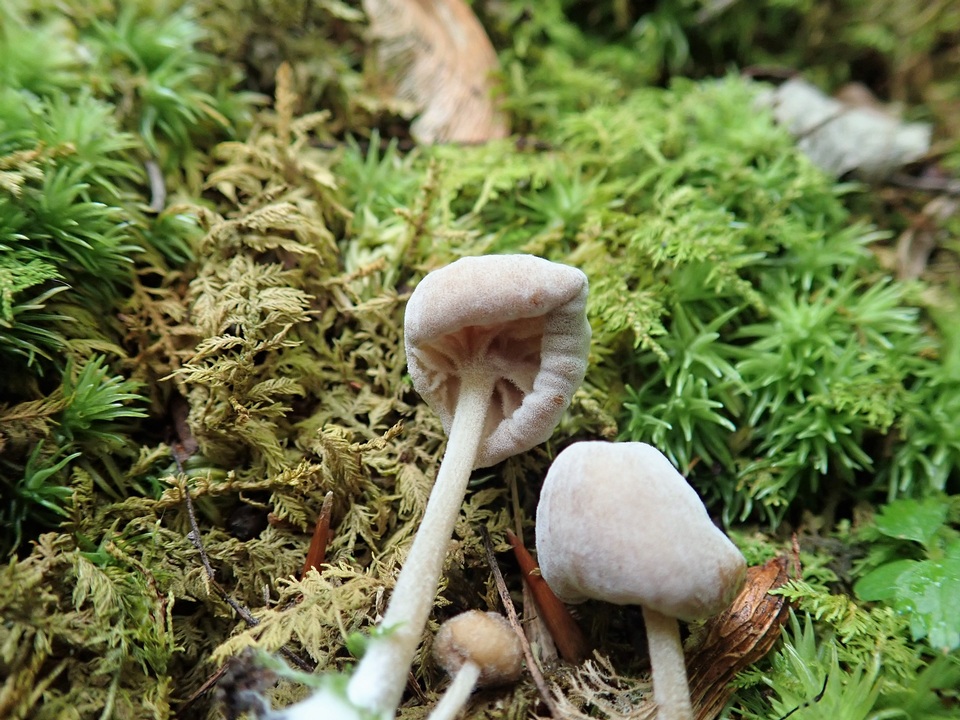 Hypomyces porphyreus image