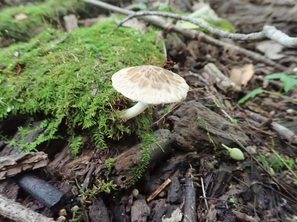 Psathyrella maculata image