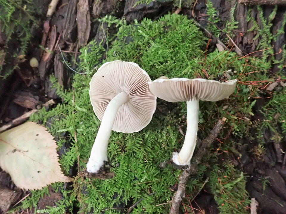 Psathyrella maculata image