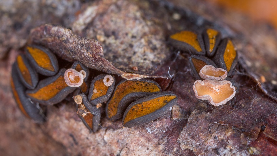 Unguiculariopsis ravenelii image
