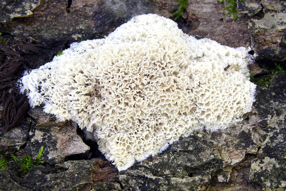 Ceriporiopsis mucida image