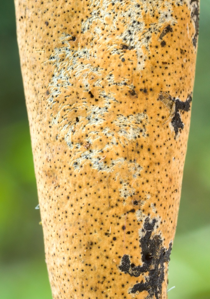 Xylaria telfairii image