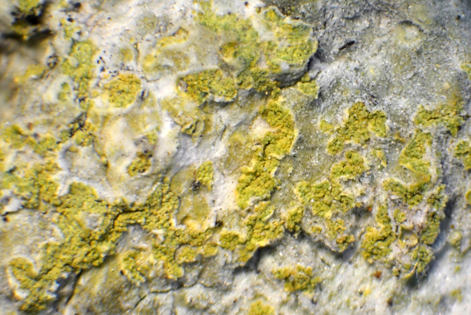Solitaria chrysophthalma image