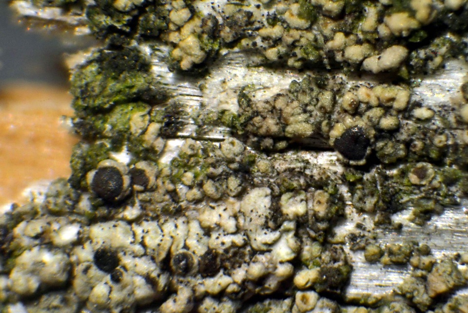 Lecanora albellula var. albellula image