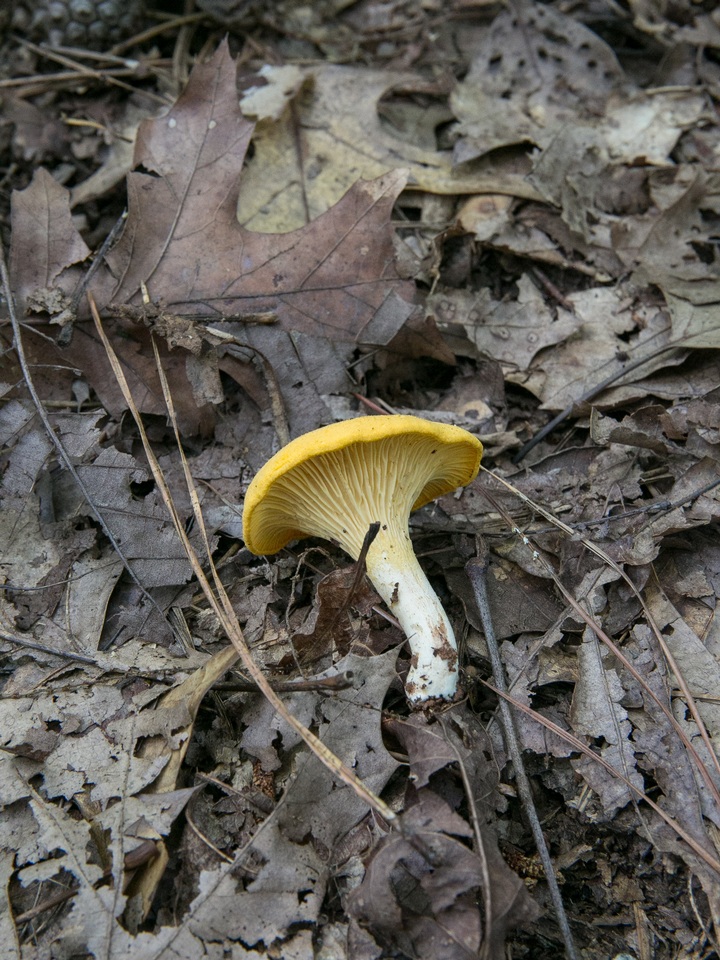 Cantharellus septentrionalis image