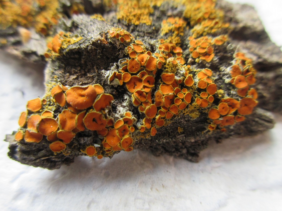 Xanthomendoza montana image