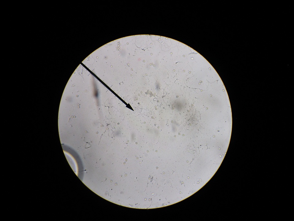 Thelephora americana image