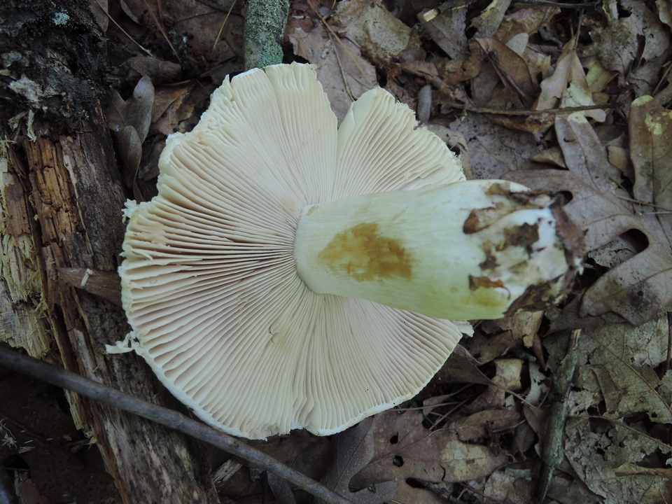 Russula inopina image