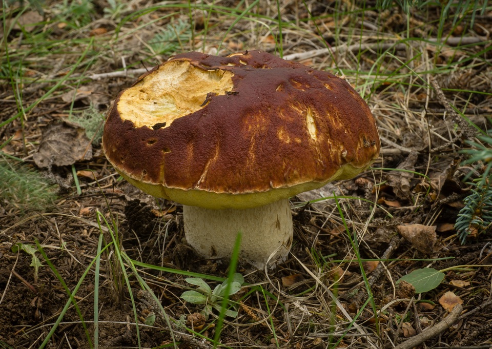 Boletus rubriceps image