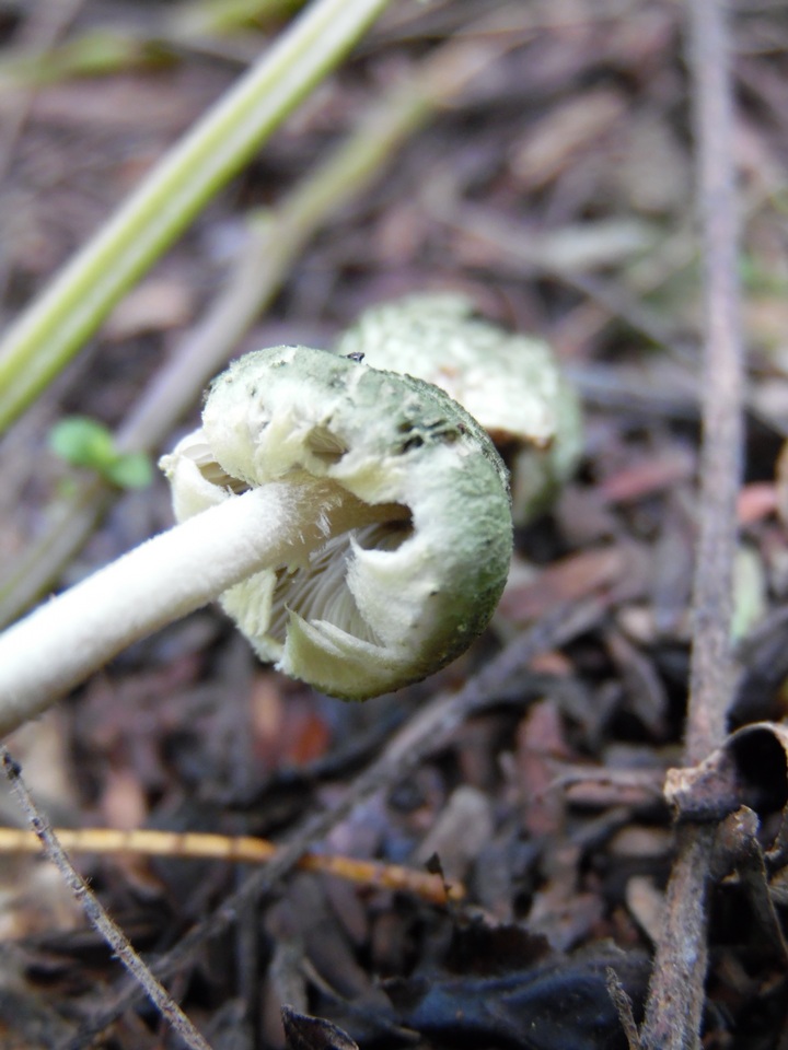 Hymenagaricus olivaceus image